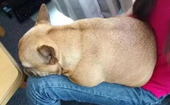 少妇老师寂寞高潮免费A片